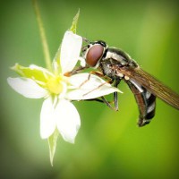 /album/woodjausalthey/photolia-a02-jpg/