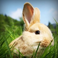 /album/woodjausalthey/photolia-a03-jpg/