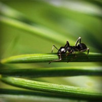 /album/woodjausalthey/photolia-a05-jpg/