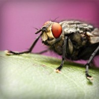 /album/woodjausalthey/photolia-a08-jpg/